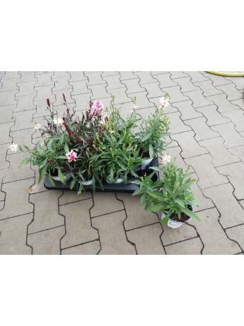 GAURA HU CSUTA