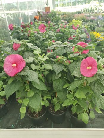 HIBISCUS MOSCHEUTOS MOCSÁRI HIBISCUS FLORATEKA