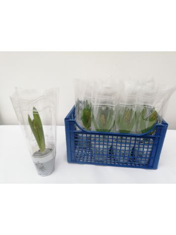 HYACINTHUS JÁCINT 1PP HAJTATOTT