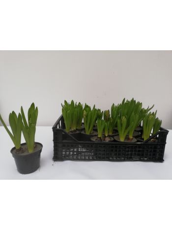 HYACINTHUS JÁCINT 3PP HAJTATOTT