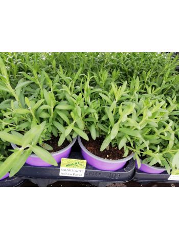 LAVANDULA HU NOSKE