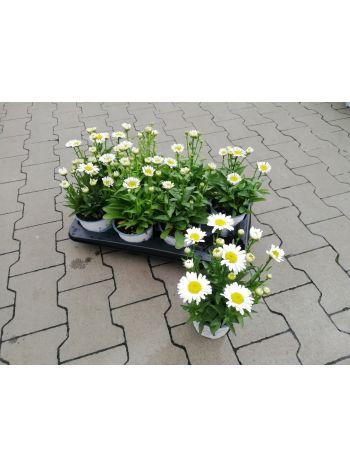 LEUCANTHEMUM MARGARÉTA 14 HU CSUTA