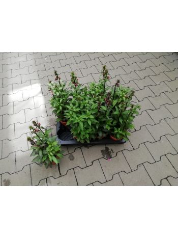 LOBELIA HU CSUTA