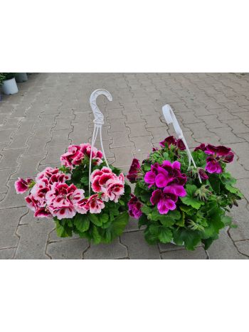 PELARGONIUM ANGOL 19 HU NOSKE