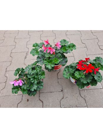 PELARGONIUM CALLIOPE MUSKÁTLI HU CSUTA