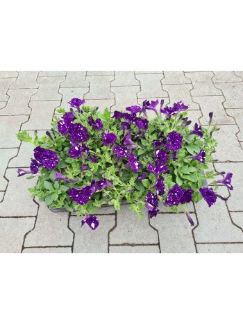 PETUNIA HU NOSKE