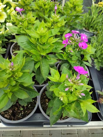 PHLOX LÁNGVIRÁG 14 HU CSUTA