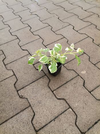 PLECTRANTHUS HU VARGA