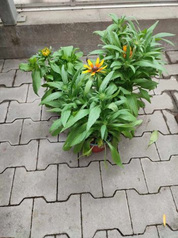 RUDBECKIA KÚPVIRÁG 19 HU CSUTA