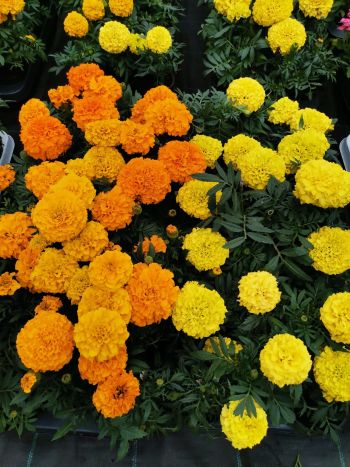 TAGETES NAGYFEJU HU VARGA