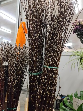 ZZ HU BARKA 100CM (H)