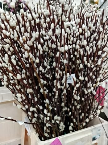 ZZ HU BARKA 70CM (H)