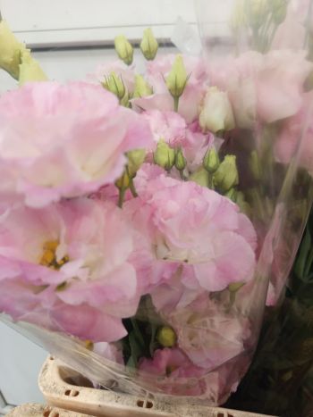 ZZ HU EUSTOMA RSZÍN PO