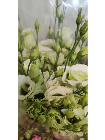 ZZ HU EUSTOMA ZÖLD PO