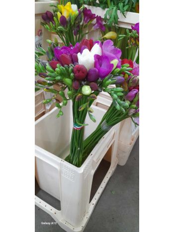 ZZ HU FRÉZIA EXTRA (V)