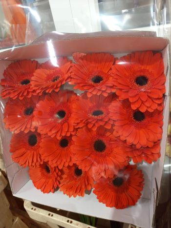 ZZ HU GE *10 NARANCS