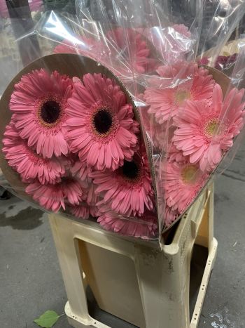 ZZ HU GE *10 RSZÍN/HALV.RSZÍN