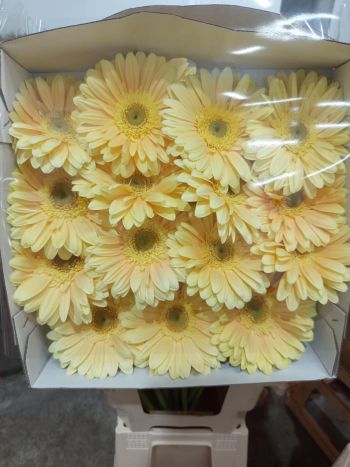 ZZ HU GE *15 KRÉM/BARACK