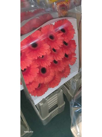 ZZ HU GE *15 NARANCS