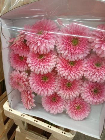 ZZ HU GE *15 RSZÍN/HALV.RSZÍN