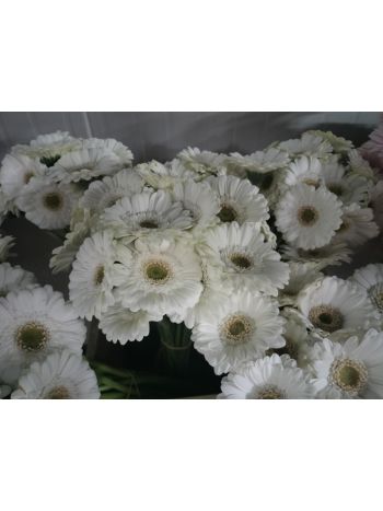 ZZ HU GE MI FEHÉR PINTER