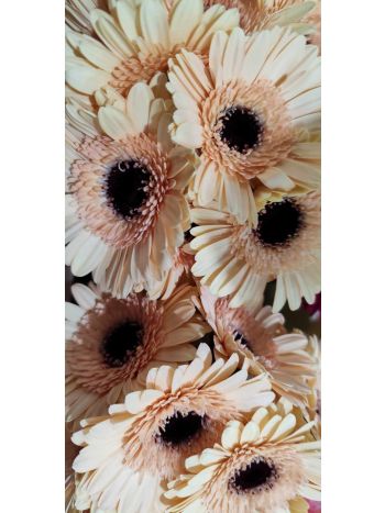 ZZ HU GE MI KRÉM/BARACK PINTER