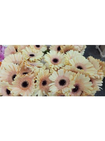 ZZ HU GE MI KRÉM/BARACK MIRO