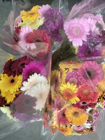 ZZ HU GE MI MIXMIX MIRO