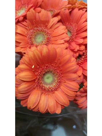 ZZ HU GE MI NARANCS MIRO