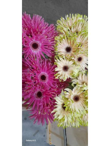 ZZ HU GE MI PASTINI PINTER