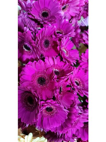 ZZ HU GE MI PINK/LILA PINTER