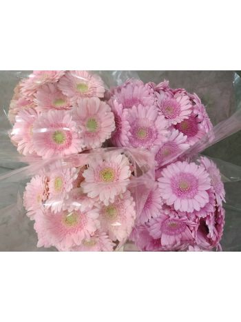 ZZ HU GE MI RSZÍN/HALV.RSZÍN MIRO