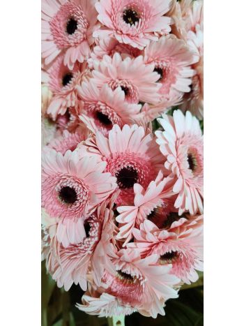 ZZ HU GE MI RSZÍN/HALV.RSZÍN PINTER