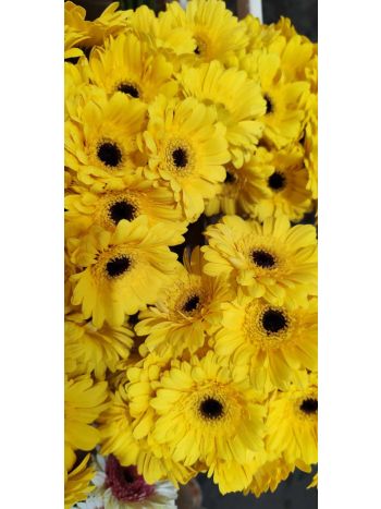 ZZ HU GE MI SÁRGA PINTER