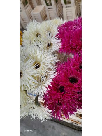 ZZ HU GE MI TŰSZIRMÚ PINTER