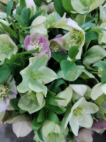 ZZ HU HELLEBORUS