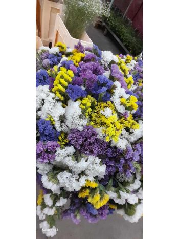 ZZ HU NAGYVIRÁGÚ LIMONIUM