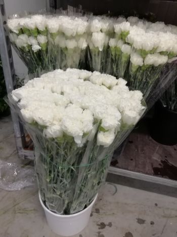 ZZ HU SZEGFŰ FEHÉR