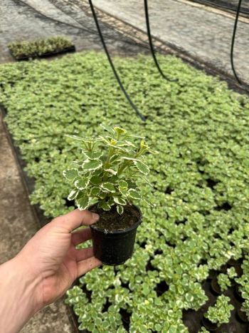 PLECTRANTHUS HU VIRÁG SZÚNYOGRIASZTÓ