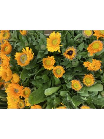 ZZ ITA CALENDULA