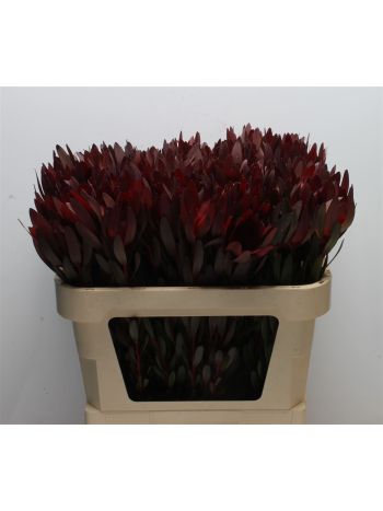 LEUCAD SAFARI SUNSET 70CM