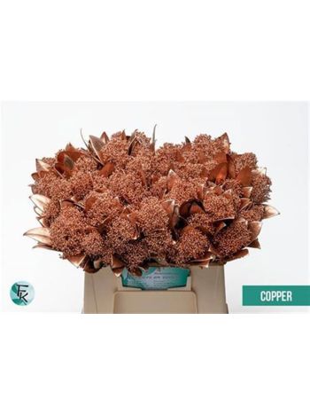 SKIM OV KLB H% - COPPER GLITTER