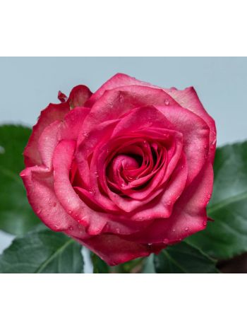 R GR  S6 - PALOMA ROYAL