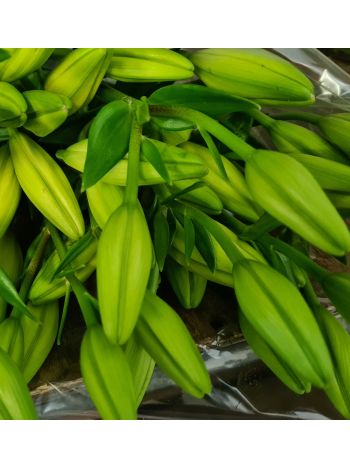 ZZ HU LI LA FEHÉR / KRÉM