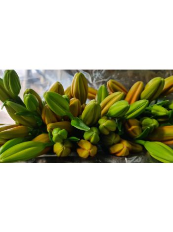 ZZ HU LI LA NARANCS