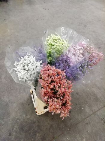 ZZ HU LIMONIUM