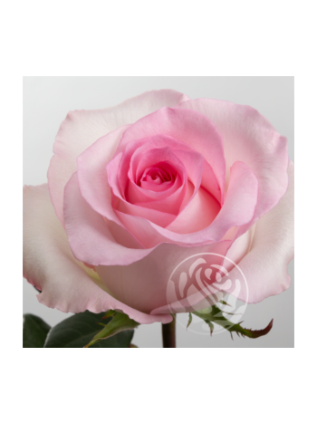 R EC6  .MANDALA