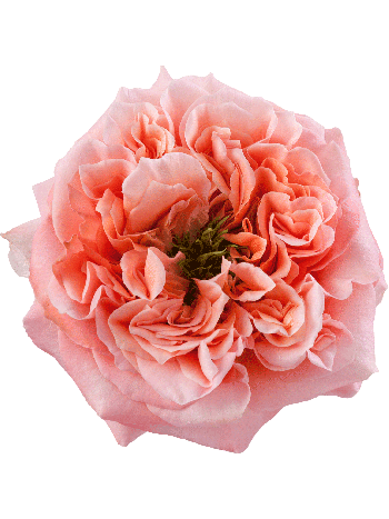 R EC8 MANDARIN XPRESSION