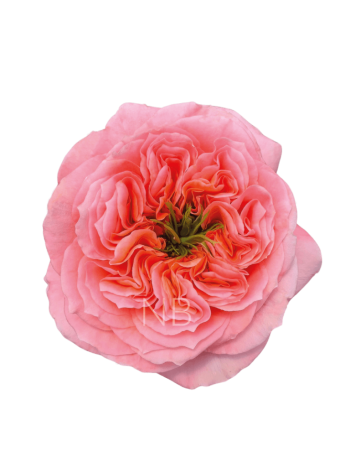 R EC7 MANDARIN XPRESSION