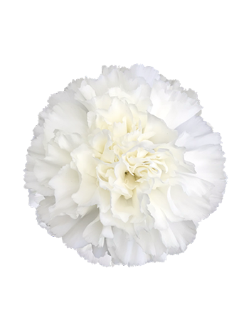 DI ST MOONLIGHT - COL